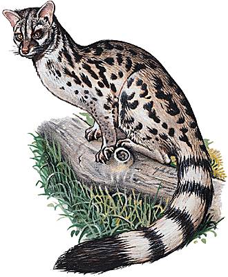 la genette